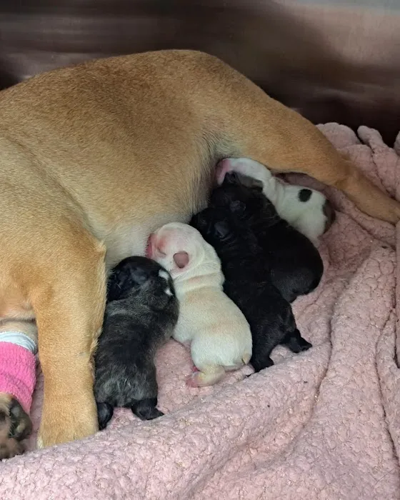West Forsyth Animal Hospital Picture 10