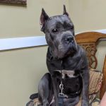 Hamby Road Animal Hospital