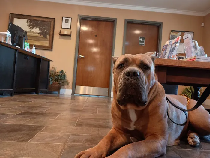 Hamby Road Animal Hospital Picture 4