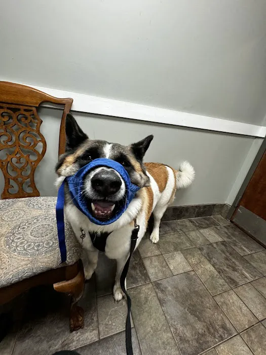 Hamby Road Animal Hospital Picture 6