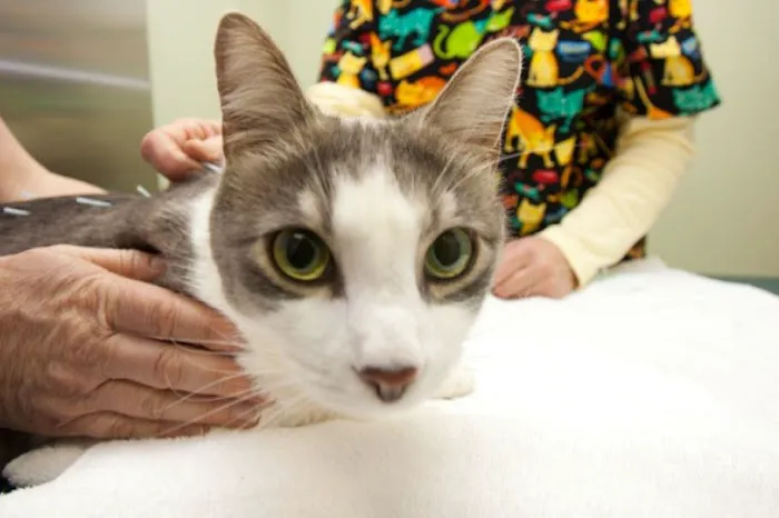 Hickory Flat Animal Hospital Picture 3