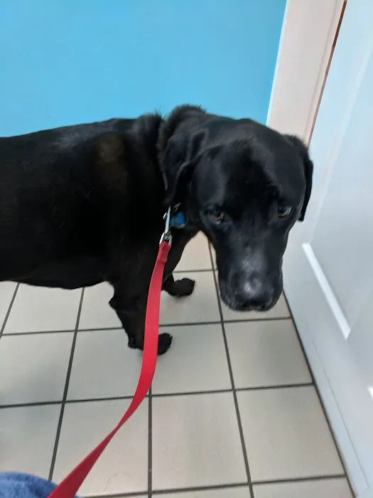 Hickory Flat Animal Hospital Picture 1