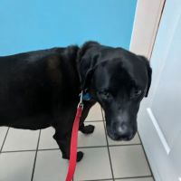 Hickory Flat Animal Hospital ico