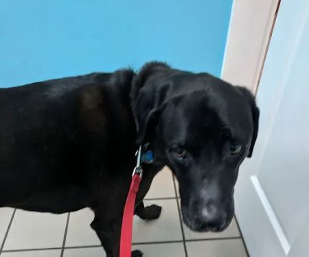 Hickory Flat Animal Hospital