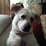 PetVet Vaccination Clinic
