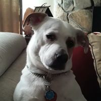 PetVet Vaccination Clinic ico