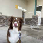 Walmart Pet Services