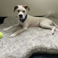 Carolina Beach Animal Hospital ico