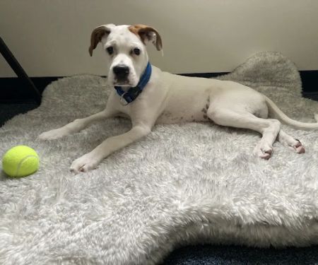 Carolina Beach Animal Hospital