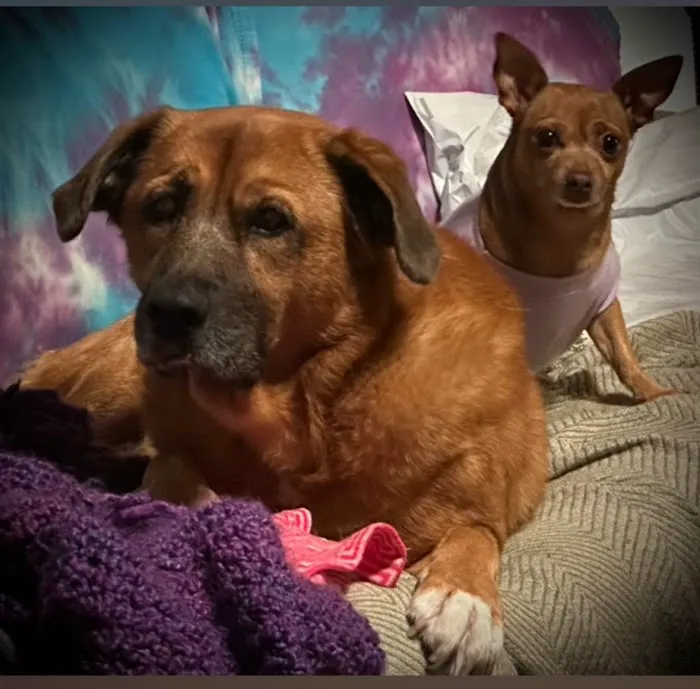 Carolina Beach Animal Hospital Picture 2