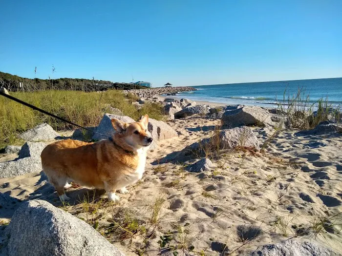 Carolina Beach Animal Hospital Picture 4