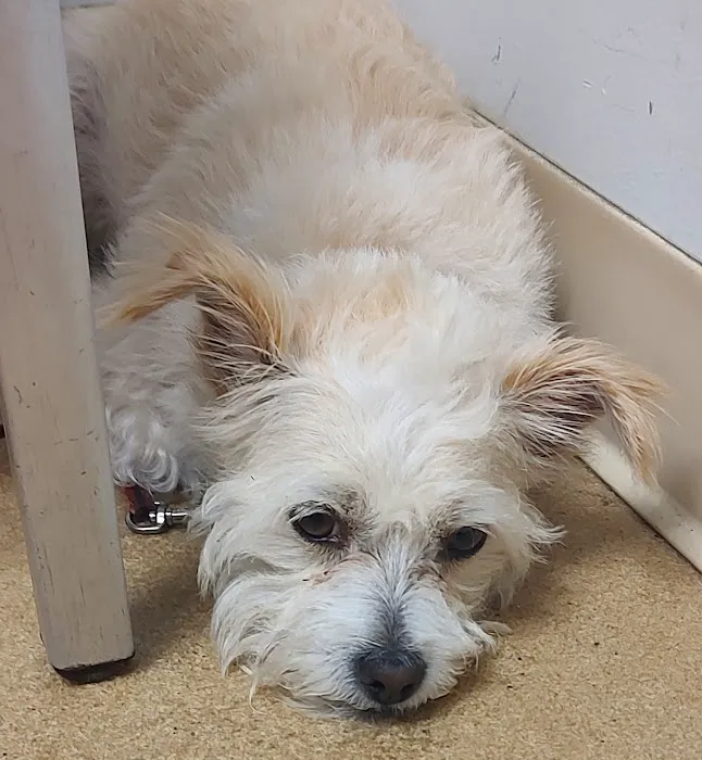 Carolina Beach Animal Hospital Picture 6