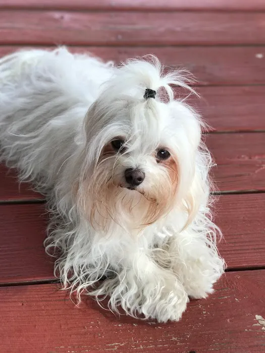 Carolina Beach Animal Hospital Picture 5