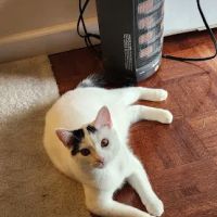 Tazewell Pike Animal Clinic ico