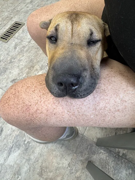 Tazewell Pike Animal Clinic Picture 4
