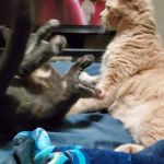 Halls Animal Hospital