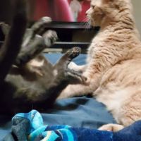 Halls Animal Hospital ico