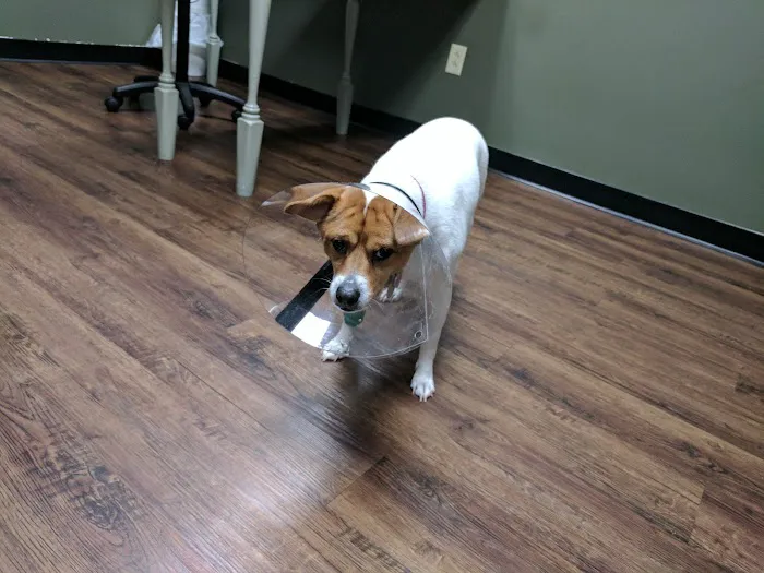 Halls Animal Hospital Picture 8