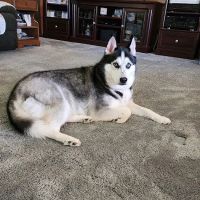 Embassy Veterinary Center Emory ico