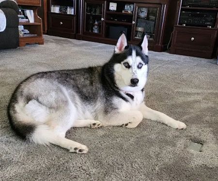 Embassy Veterinary Center Emory