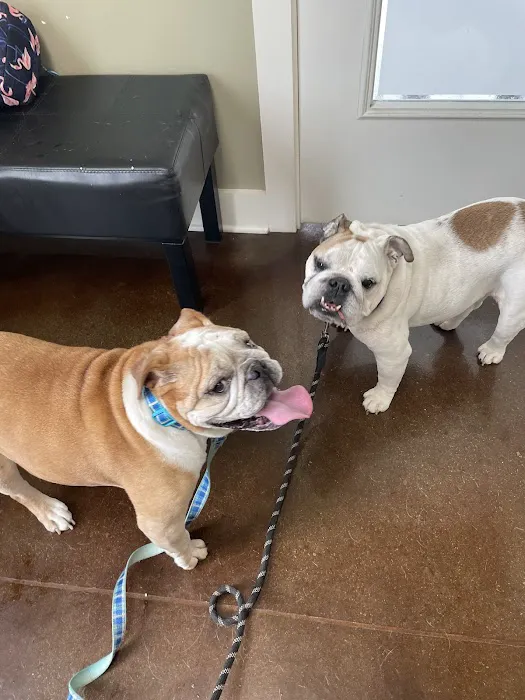 Embassy Veterinary Center Emory Picture 8