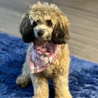 Ridgefield Animal Hospital ico