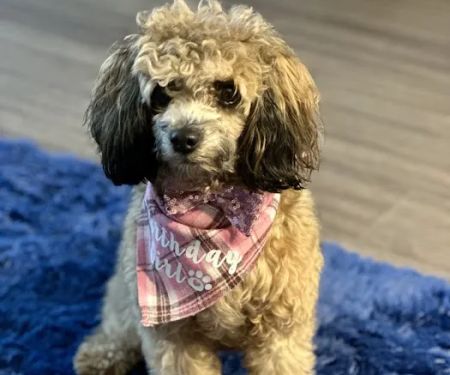 Ridgefield Animal Hospital