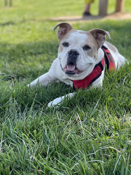 Ridgefield Animal Hospital Picture 8