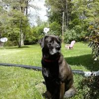 Lakeway Animal Hospital ico