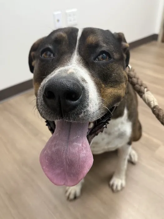 Lakeway Animal Hospital Picture 7