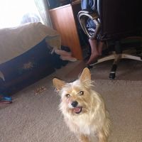 Moyers Veterinary Hospital ico