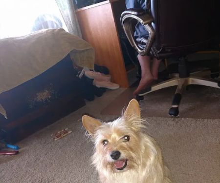 Moyers Veterinary Hospital