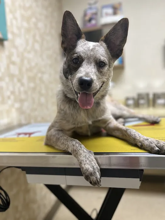 Moyers Veterinary Hospital Picture 4
