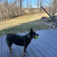 4 Paws Animal Hospital ico