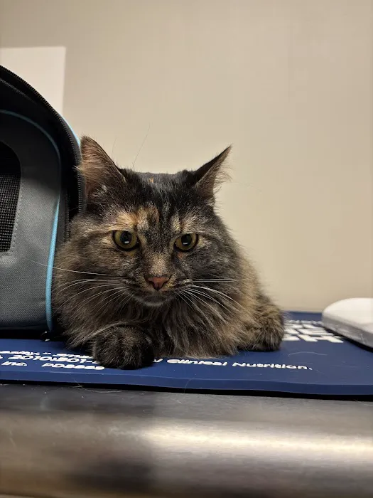 4 Paws Animal Hospital Picture 3