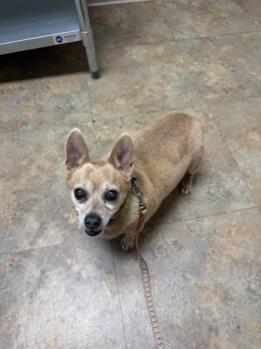 4 Paws Animal Hospital Picture 2