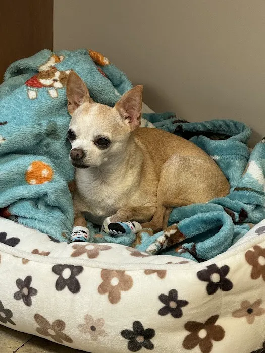 4 Paws Animal Hospital Picture 8