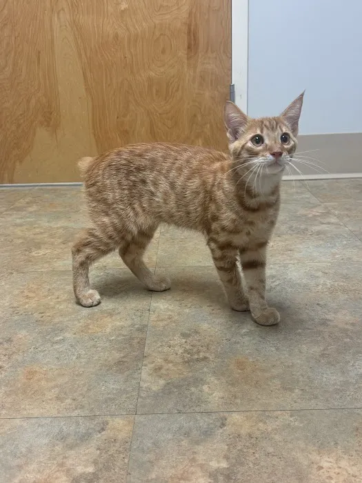 4 Paws Animal Hospital Picture 7