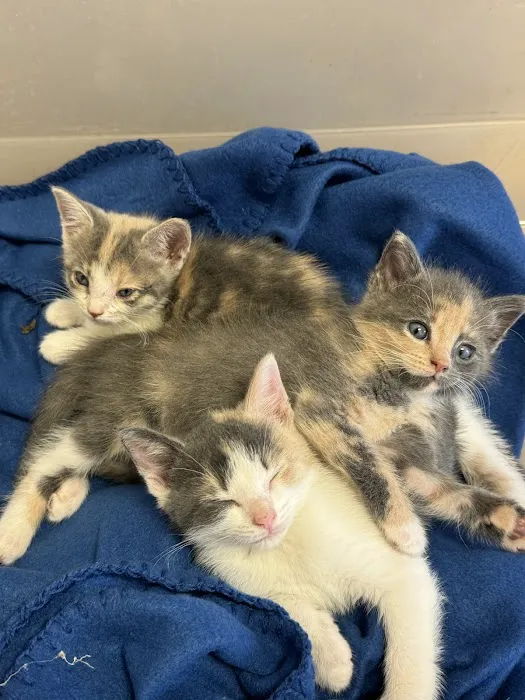 4 Paws Animal Hospital Picture 10