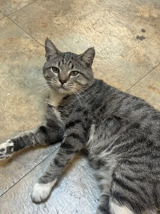 4 Paws Animal Hospital Picture 9