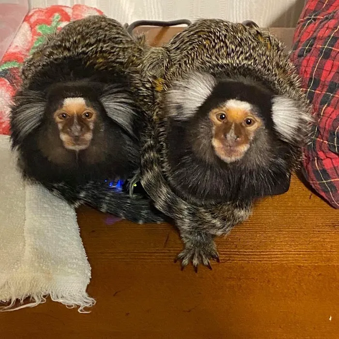 Appalachian Animal Hospital Picture 2