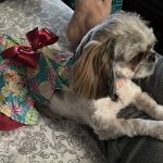 easyvet Veterinarian Morristown