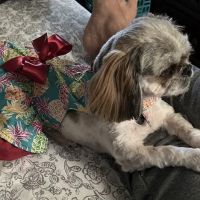 easyvet Veterinarian Morristown ico