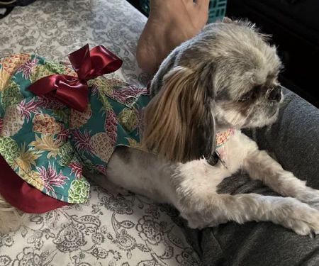 easyvet Veterinarian Morristown