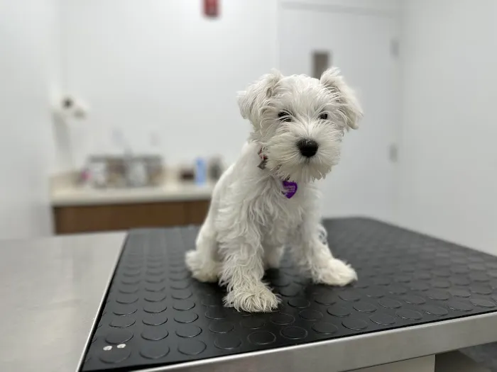Central Veterinary Hospital Picture 5