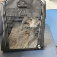 Fountain City Animal Hospital ico
