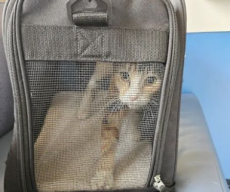 Fountain City Animal Hospital