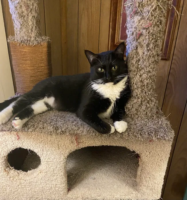 Fountain City Animal Hospital Picture 4
