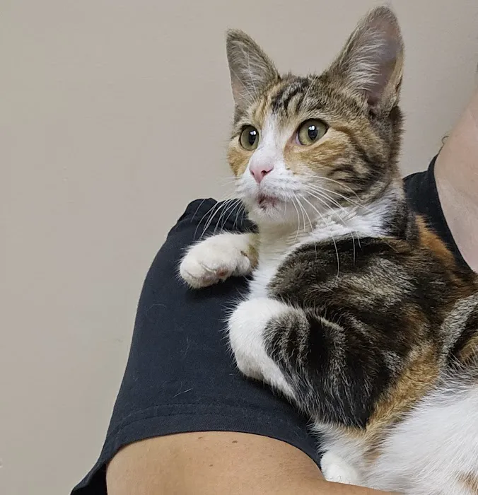 Fountain City Animal Hospital Picture 3