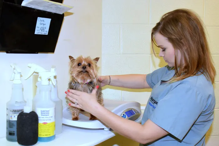Fountain City Animal Hospital Picture 10